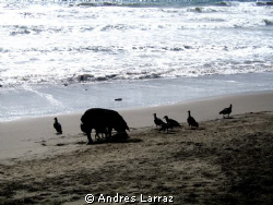 VULTURES AND SWINE @SUNSET by Andres Larraz 